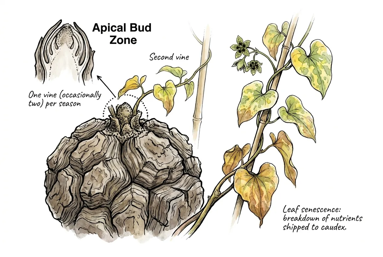 Single annual vine emerging from caudex apex with trellis support
