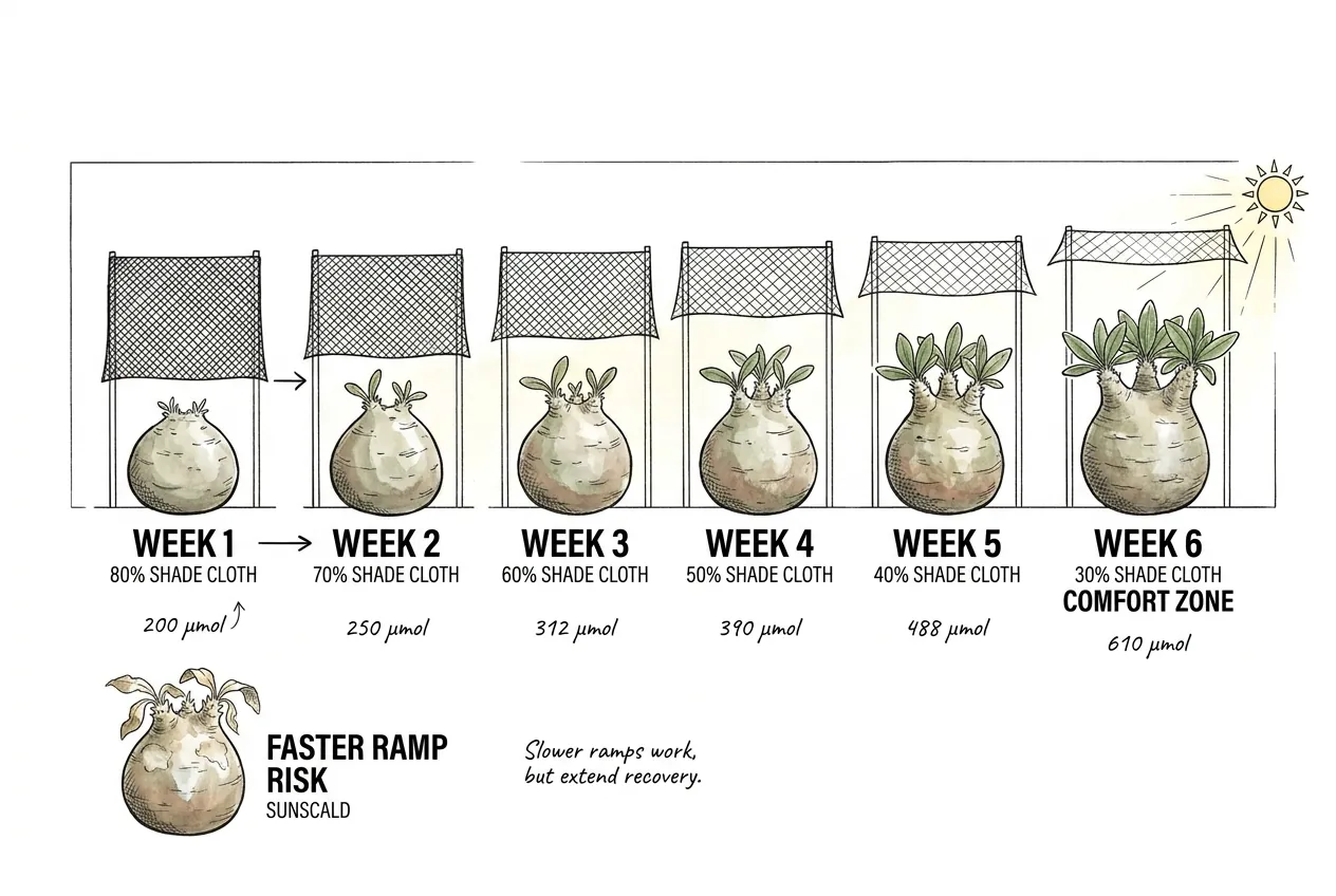 Weekly 25 percent PPFD ramp schedule over six weeks