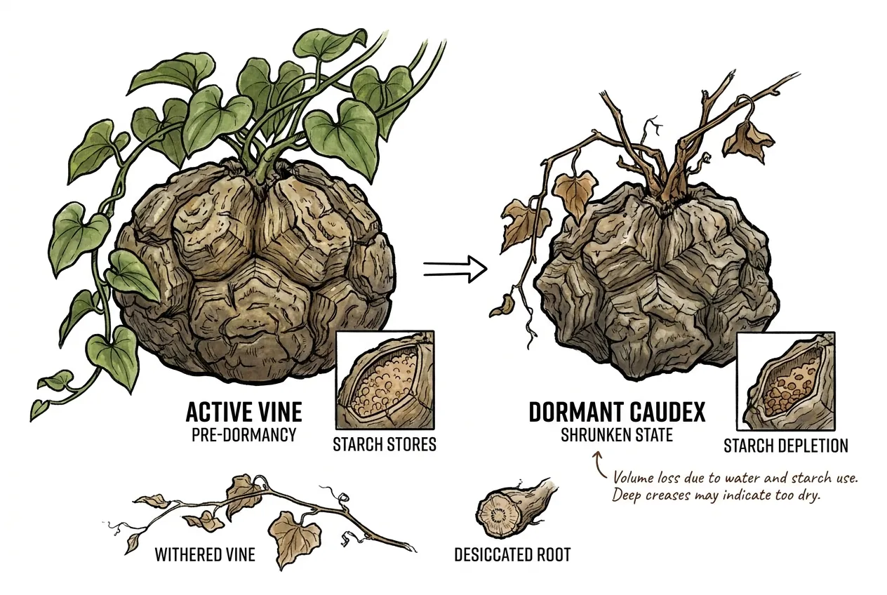 Wrinkled caudex showing surface shrinkage during dormancy