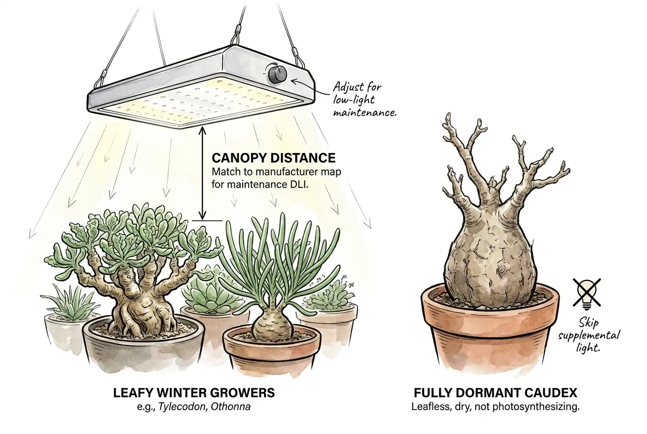 An LED panel set at canopy distance over leafy winter growers like Tylecodon and Othonna, beside a fully dormant leafless caudex marked to skip supplemental light